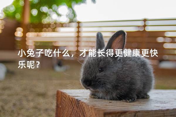小兔子吃什么，才能长得更健康更快乐呢？
