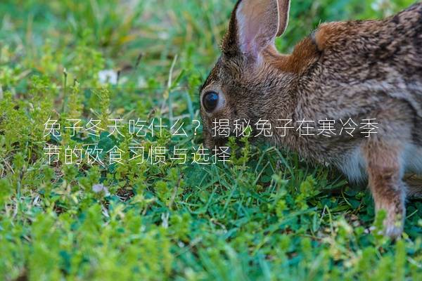 兔子冬天吃什么？揭秘兔子在寒冷季节的饮食习惯与选择