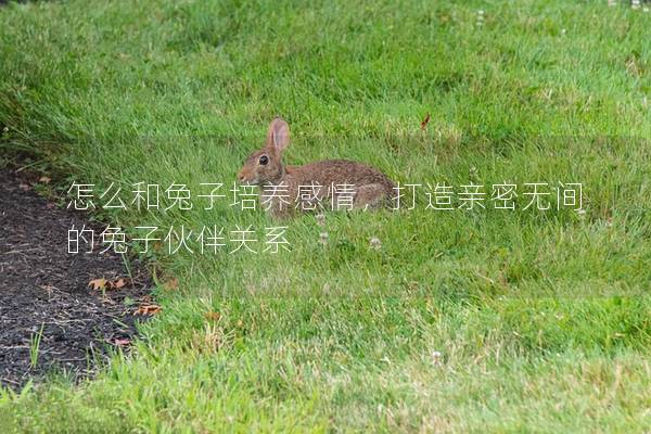 怎么和兔子培养感情，打造亲密无间的兔子伙伴关系