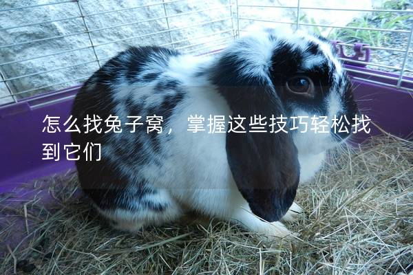 怎么找兔子窝，掌握这些技巧轻松找到它们