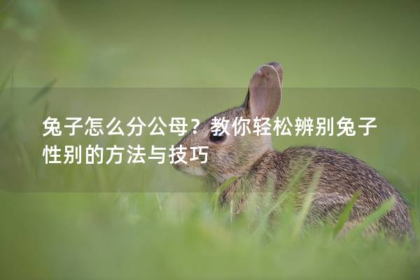 兔子怎么分公母？教你轻松辨别兔子性别的方法与技巧