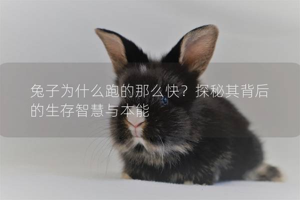 兔子为什么跑的那么快？探秘其背后的生存智慧与本能