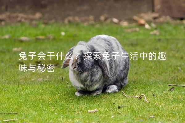 兔子会干什么？探索兔子生活中的趣味与秘密