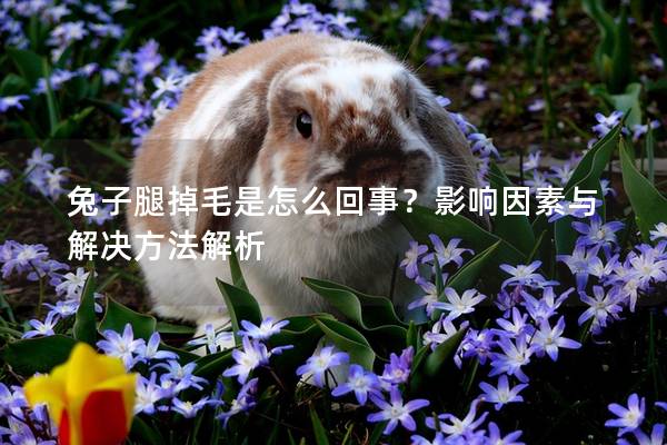 兔子腿掉毛是怎么回事？影响因素与解决方法解析