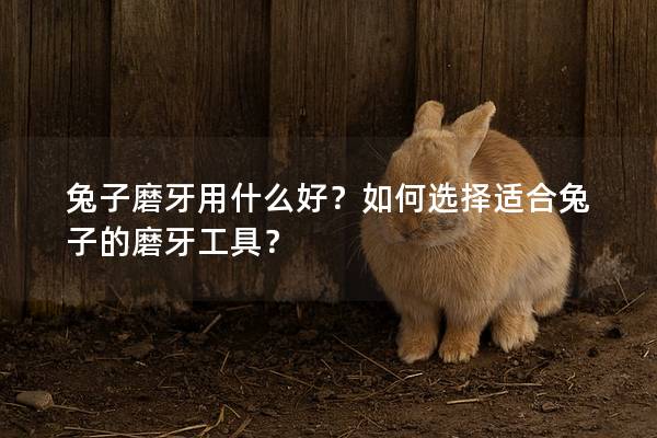 兔子磨牙用什么好？如何选择适合兔子的磨牙工具？