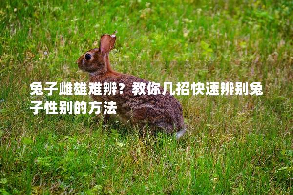 兔子雌雄难辨？教你几招快速辨别兔子性别的方法