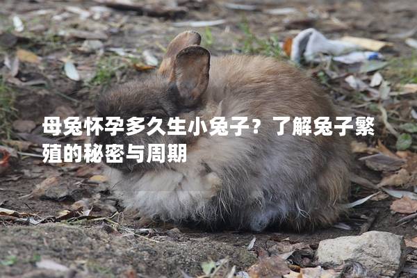 母兔怀孕多久生小兔子？了解兔子繁殖的秘密与周期