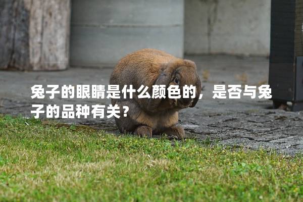 兔子的眼睛是什么颜色的，是否与兔子的品种有关？