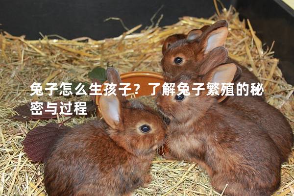 兔子怎么生孩子？了解兔子繁殖的秘密与过程