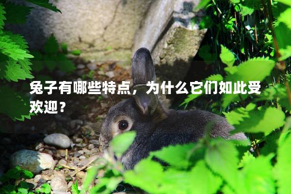 兔子有哪些特点，为什么它们如此受欢迎？
