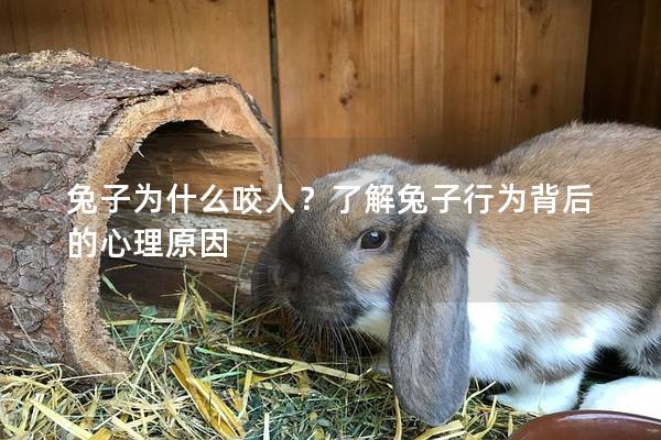 兔子为什么咬人？了解兔子行为背后的心理原因