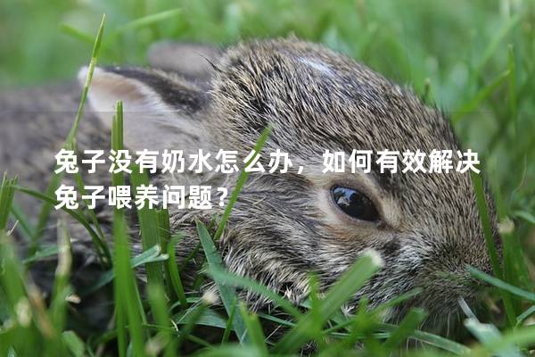 兔子没有奶水怎么办，如何有效解决兔子喂养问题？