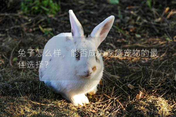 兔子怎么样，能否成为家庭宠物的最佳选择？