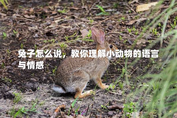 兔子怎么说，教你理解小动物的语言与情感