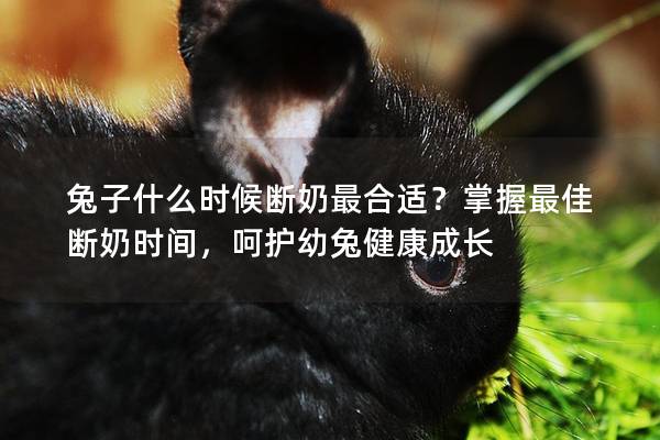 兔子什么时候断奶最合适？掌握最佳断奶时间，呵护幼兔健康成长