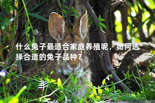 什么兔子最适合家庭养殖呢，如何选择合适的兔子品种？