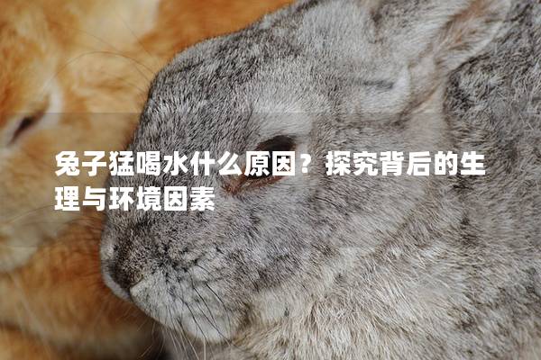 兔子猛喝水什么原因？探究背后的生理与环境因素