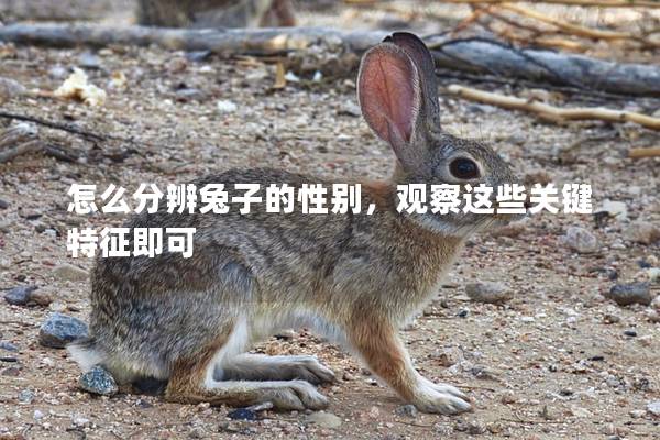 怎么分辨兔子的性别，观察这些关键特征即可
