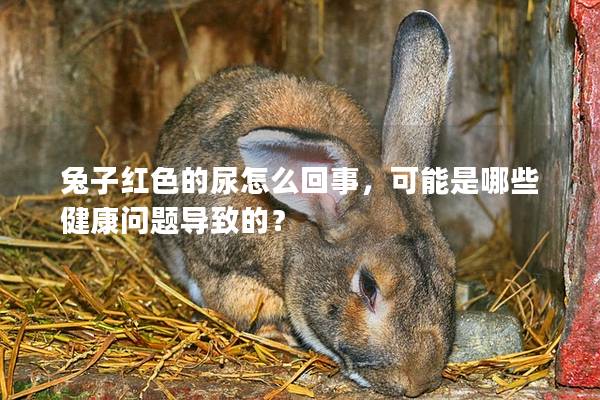 兔子红色的尿怎么回事，可能是哪些健康问题导致的？