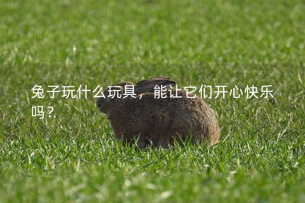 兔子玩什么玩具，能让它们开心快乐吗？