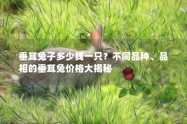 垂耳兔子多少钱一只？不同品种、品相的垂耳兔价格大揭秘
