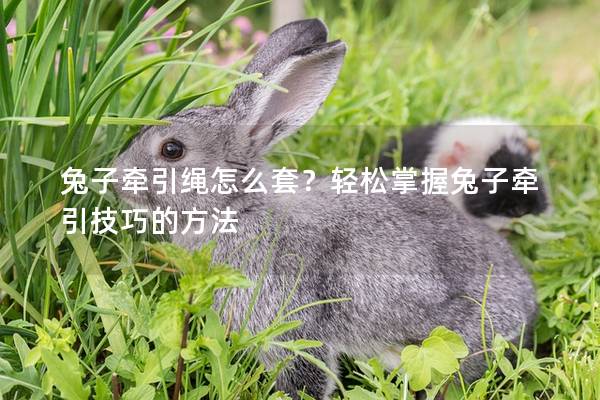 兔子牵引绳怎么套？轻松掌握兔子牵引技巧的方法