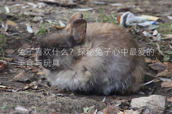 兔子喜欢什么？探秘兔子心中最爱的美食与玩具