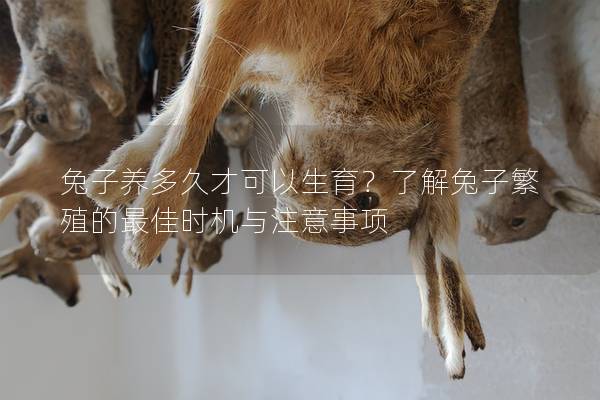 兔子养多久才可以生育？了解兔子繁殖的最佳时机与注意事项