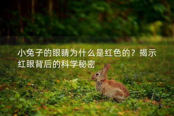 小兔子的眼睛为什么是红色的？揭示红眼背后的科学秘密