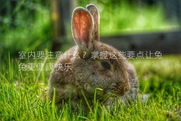 室内要注意什么？掌握这些要点让兔兔更健康快乐