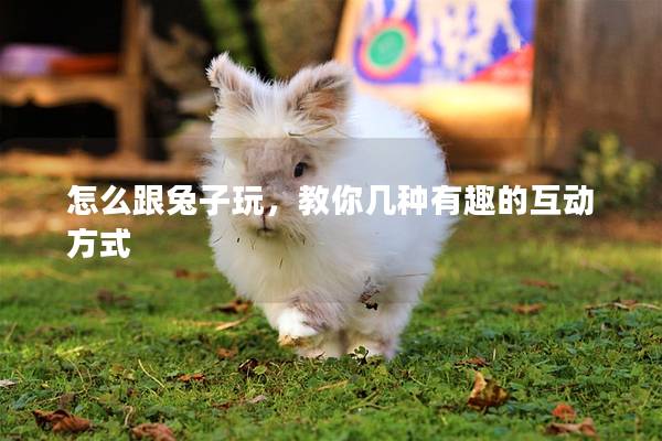 怎么跟兔子玩，教你几种有趣的互动方式