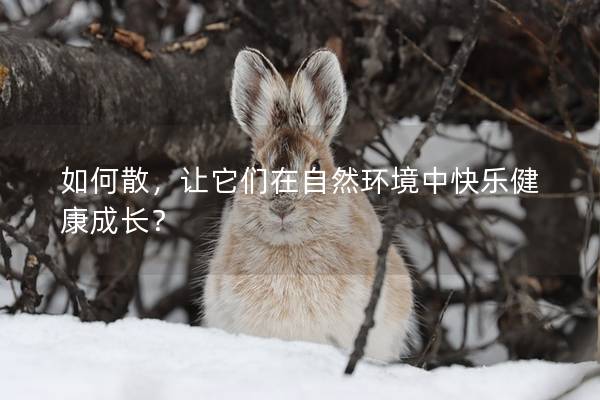 如何散，让它们在自然环境中快乐健康成长？