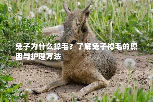 兔子为什么掉毛？了解兔子掉毛的原因与护理方法