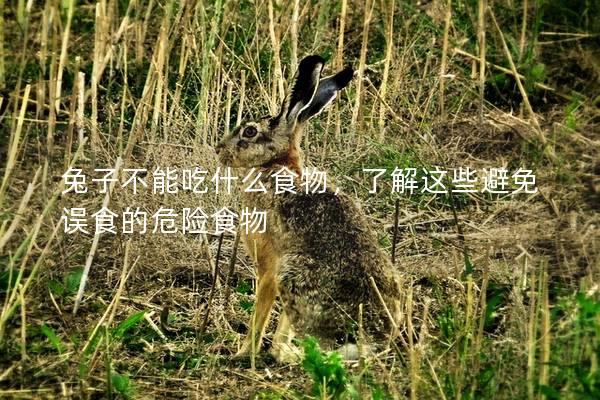 兔子不能吃什么食物，了解这些避免误食的危险食物