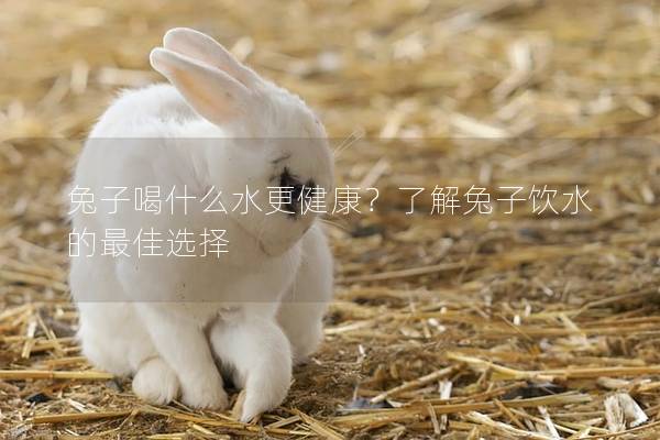 兔子喝什么水更健康？了解兔子饮水的最佳选择