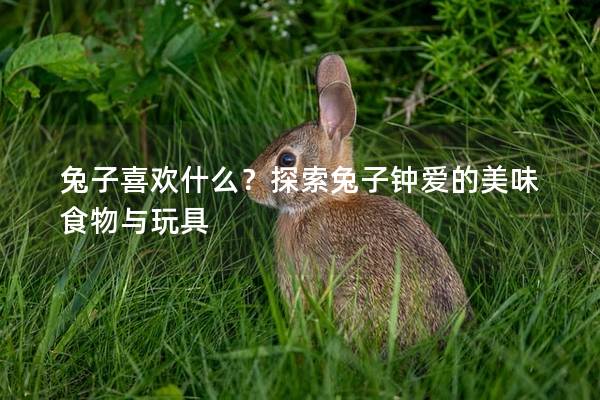 兔子喜欢什么？探索兔子钟爱的美味食物与玩具