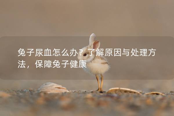 兔子尿血怎么办？了解原因与处理方法，保障兔子健康