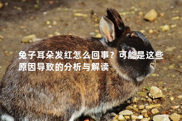 兔子耳朵发红怎么回事？可能是这些原因导致的分析与解读