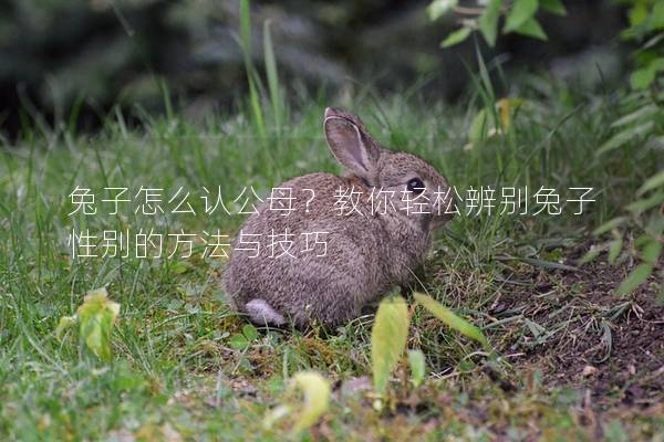 兔子怎么认公母？教你轻松辨别兔子性别的方法与技巧