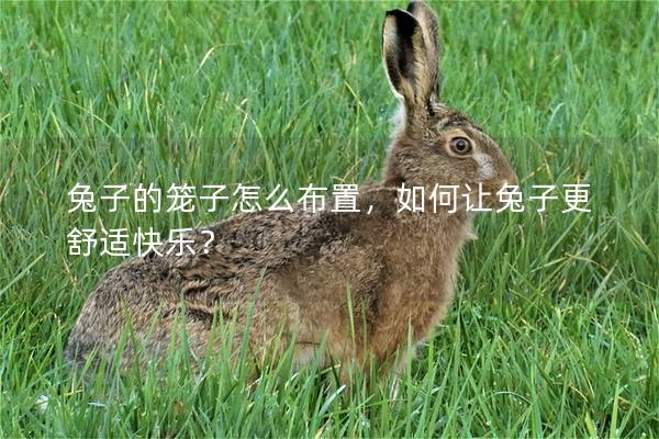 兔子的笼子怎么布置，如何让兔子更舒适快乐？