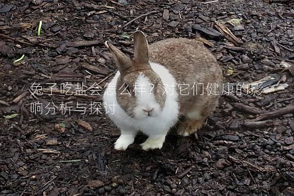 兔子吃盐会怎么样？对它们健康的影响分析与探讨