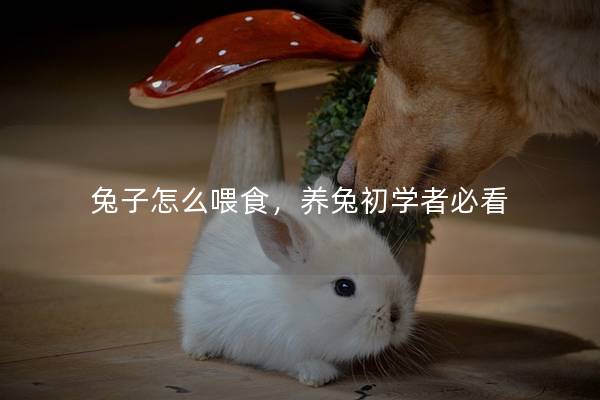 兔子怎么喂食，养兔初学者必看