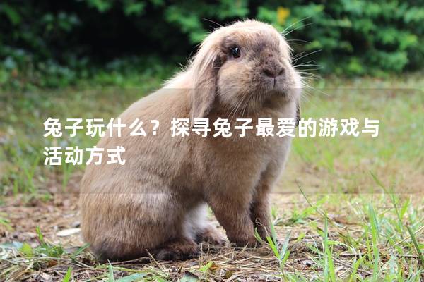 兔子玩什么？探寻兔子最爱的游戏与活动方式