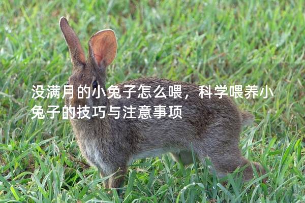 没满月的小兔子怎么喂，科学喂养小兔子的技巧与注意事项