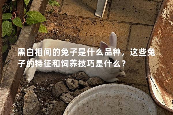 黑白相间的兔子是什么品种，这些兔子的特征和饲养技巧是什么？