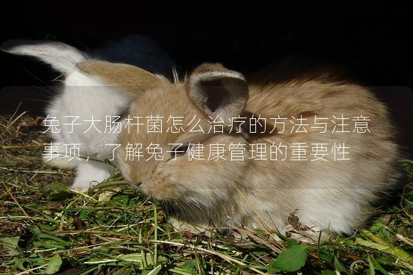 兔子大肠杆菌怎么治疗的方法与注意事项，了解兔子健康管理的重要性
