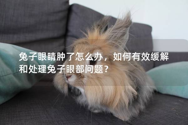 兔子眼睛肿了怎么办，如何有效缓解和处理兔子眼部问题？