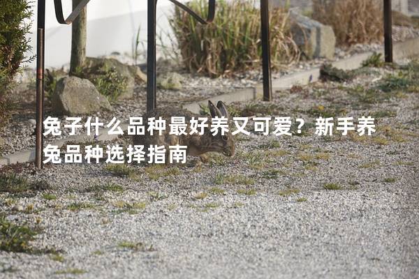 兔子什么品种最好养又可爱？新手养兔品种选择指南