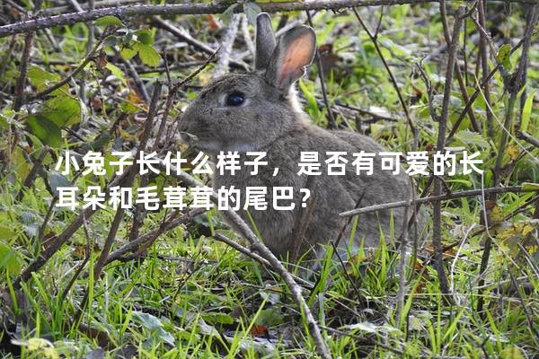 小兔子长什么样子，是否有可爱的长耳朵和毛茸茸的尾巴？