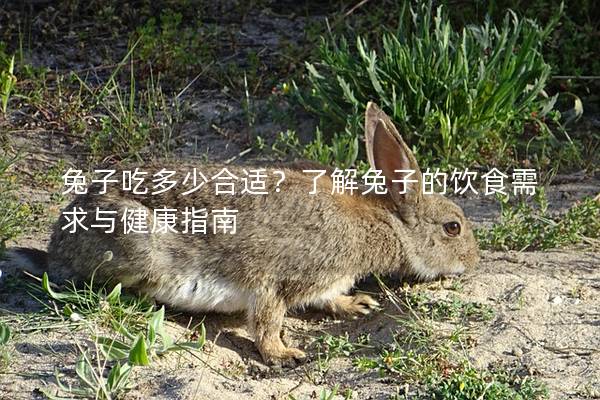 兔子吃多少合适？了解兔子的饮食需求与健康指南